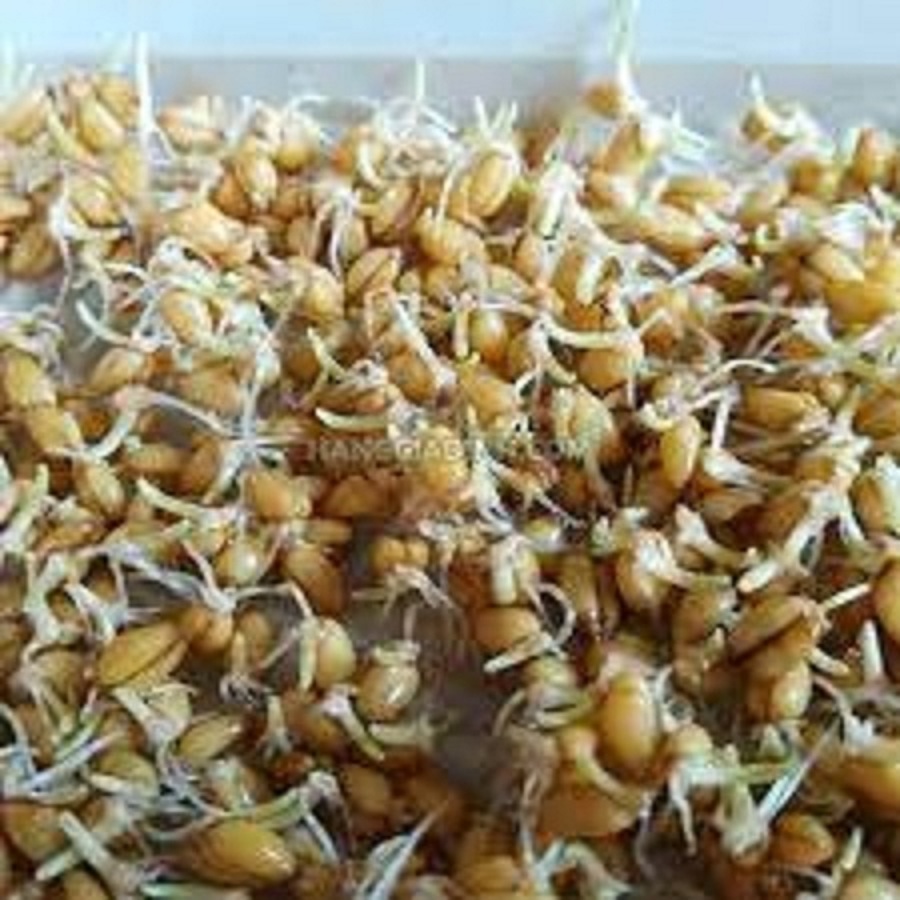 Gói 50gr.Hạt giống cỏ lúa mì ,lúa mạch dể trồng-(nãy mầm tốt ,dinh dưỡng cao)