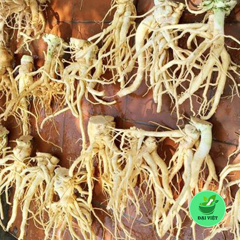 Rễ Đinh Lăng (1Kg khô) - DV49