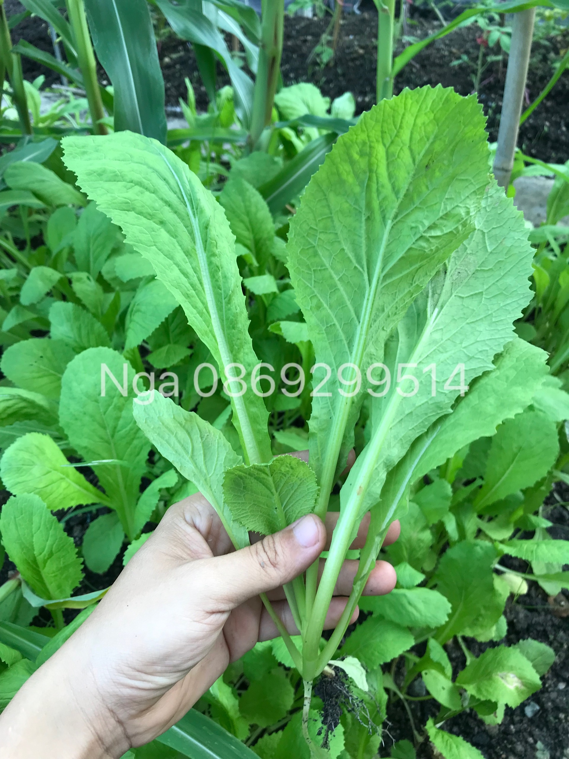 túi 20gram Hạt giống cải bẹ xanh mỡ trồng quanh năm