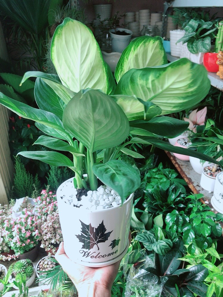 Chậu Cây Vạn Niên Thanh