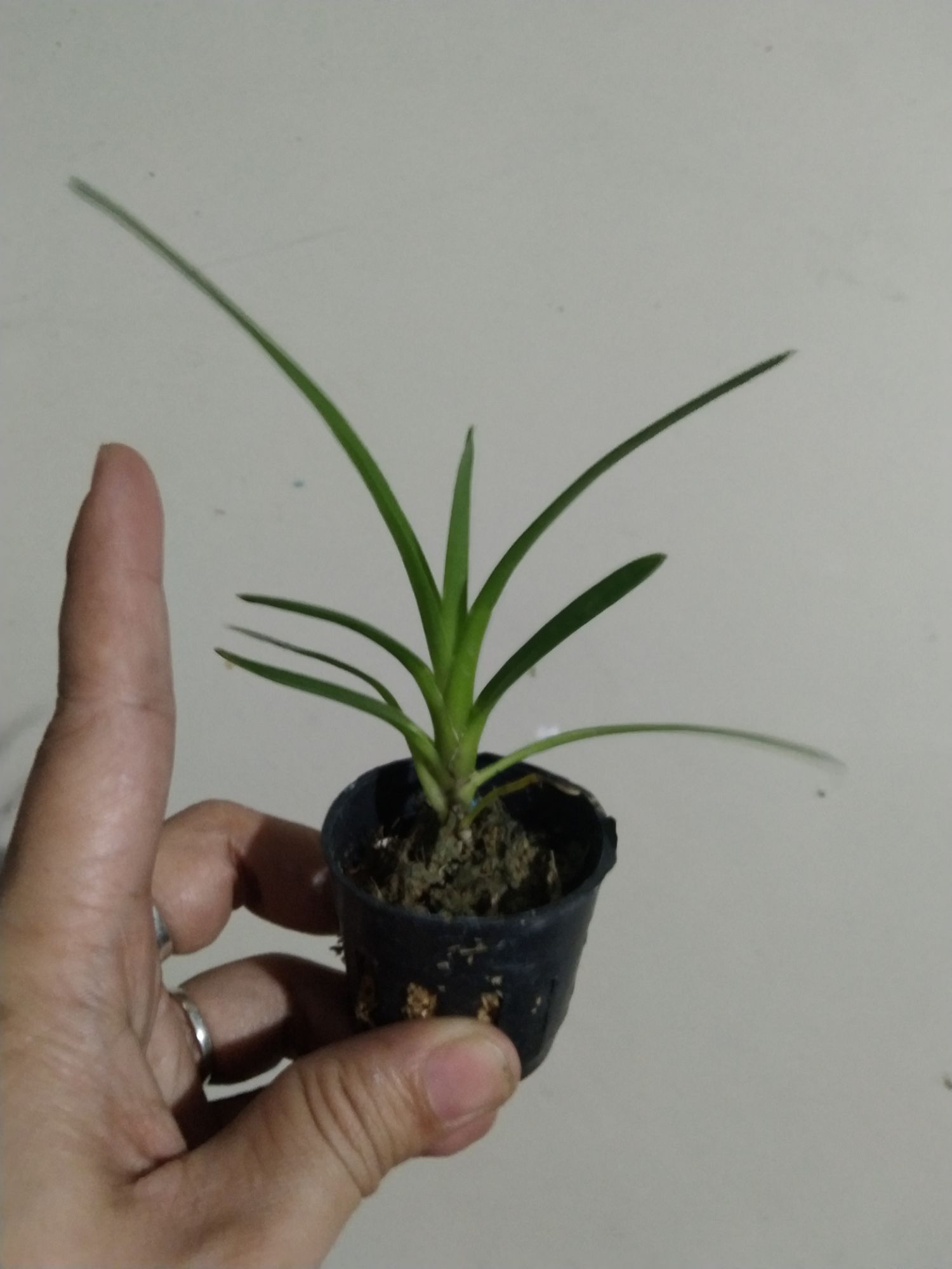 Lan kiếm Hoàng Long ( Phan Trí) giống