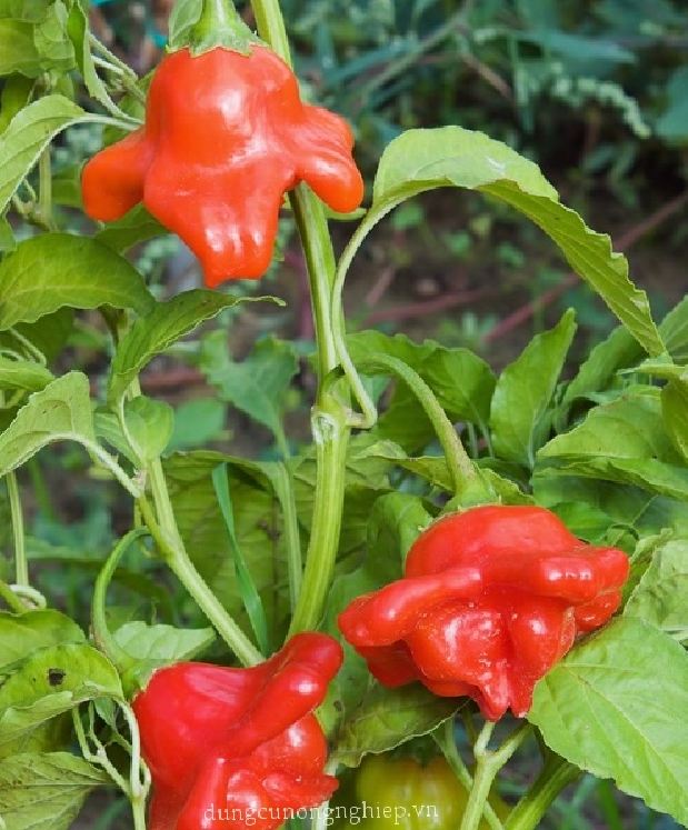 "Gói 20 "Hạt giống ớt chuông gió ( ớt hoa hồng ) [Seeds]