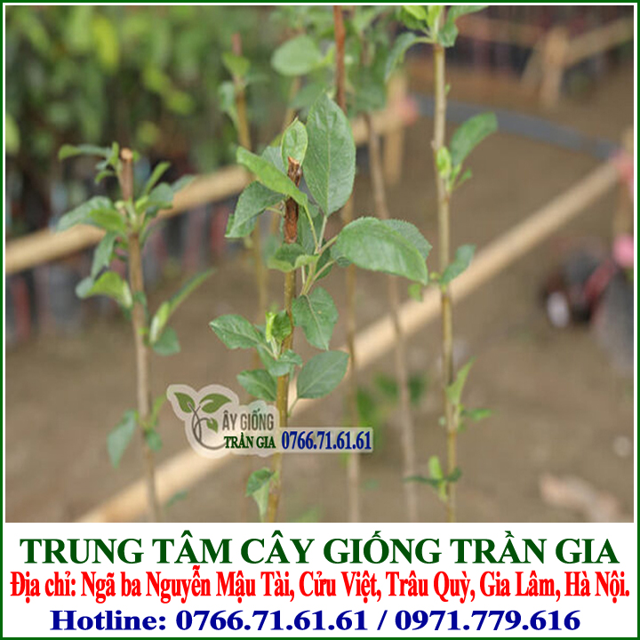 Giống Cây Táo Đỏ Lùn ( 2 cây )