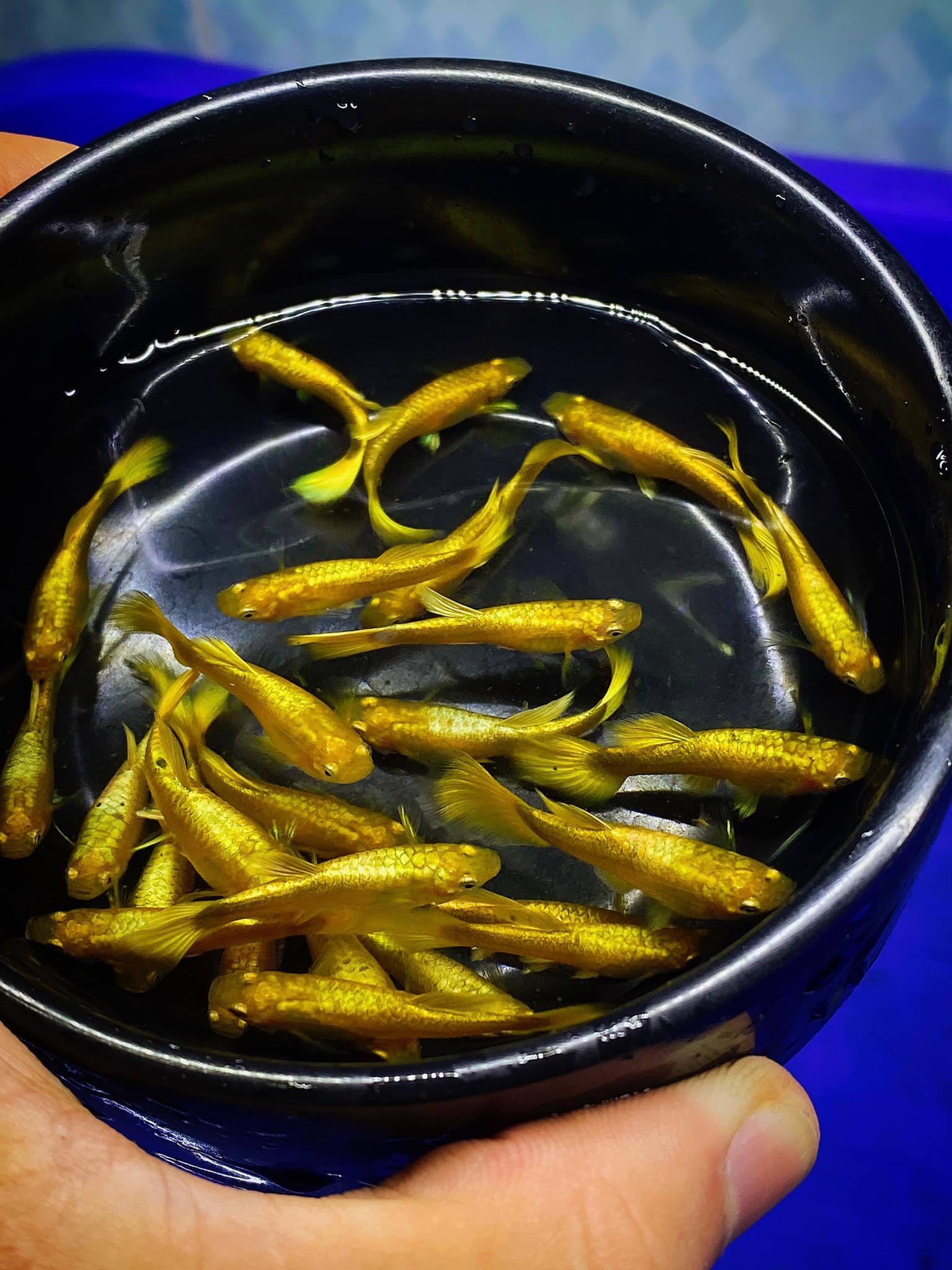full gold 5 bé chỉ 99k - trang trí hồ