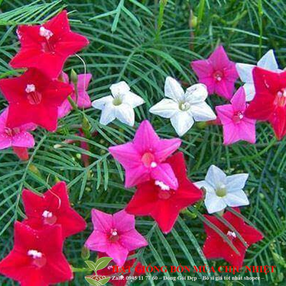 37A GÓI 10 Hạt Giống Hoa Tóc Tiên Leo Mix Màu Đến Mùa Trồng Tết