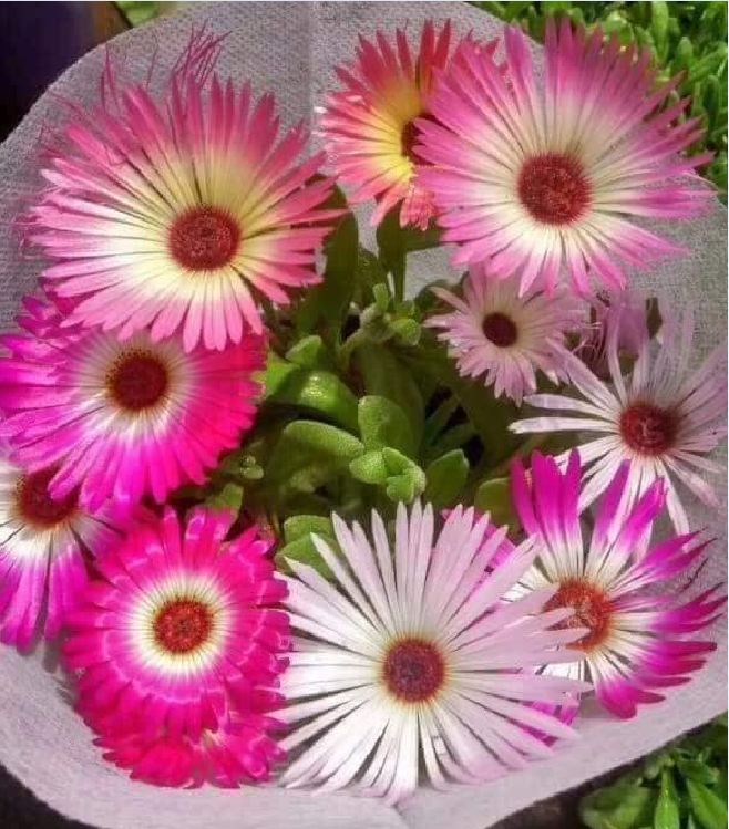 10H African Mix Flower Seeds - Pack of 20 Seeds