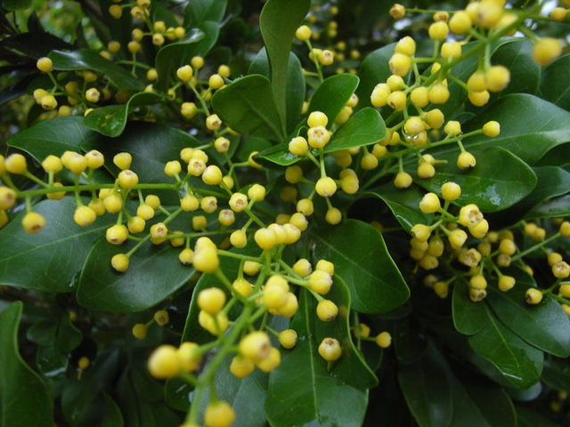 cây ngâu vàng thơm- phong thủy