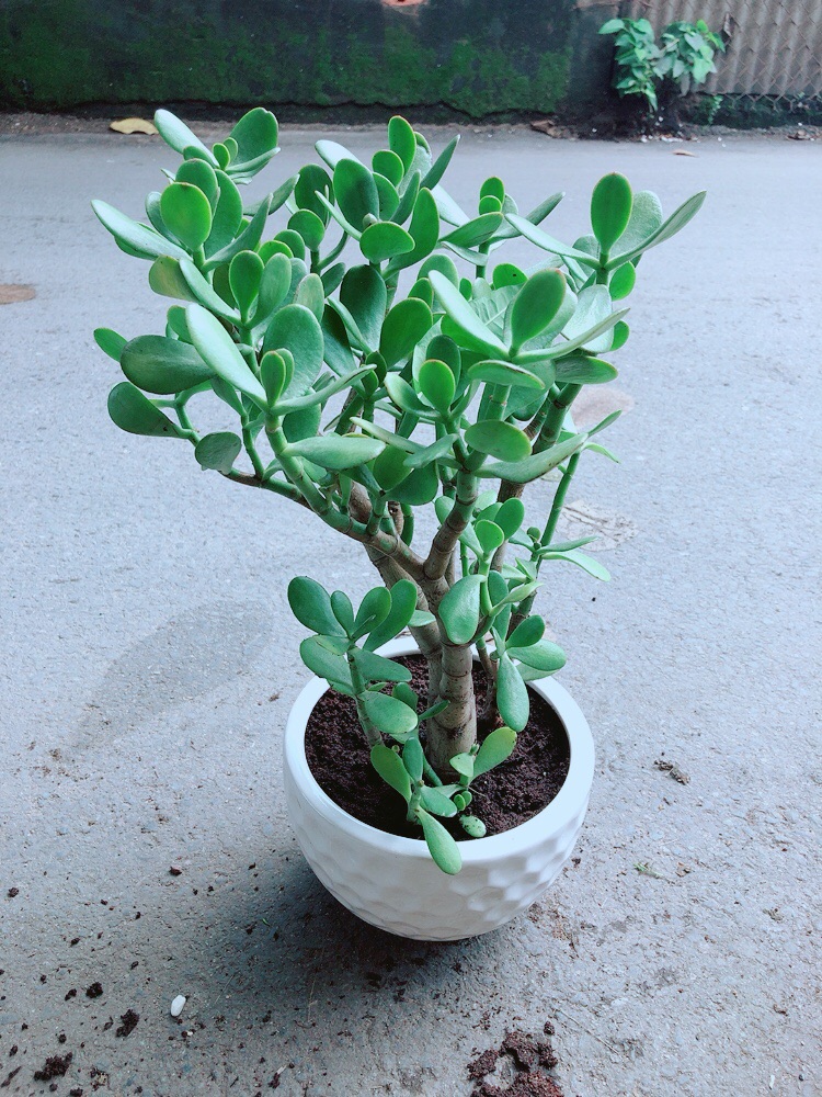 Chậu Cây Ngọc Bích Size Lớn
