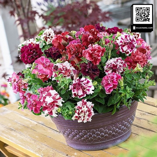 Hạt giống hoa dạ yến thảo nhiều màu (có nhiều màu khi ra hoa)