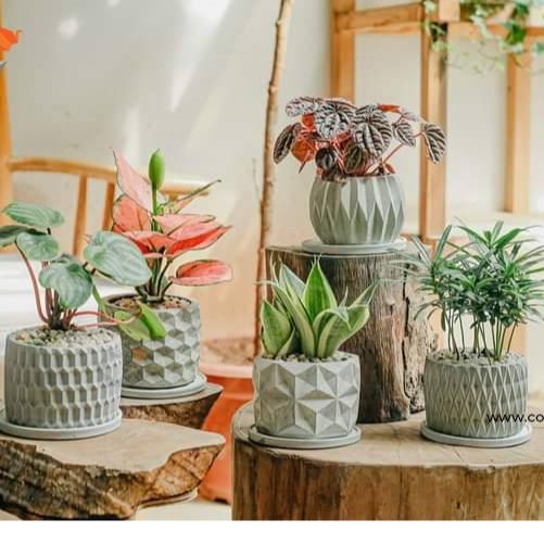 Chậu cây cảnh mini để bàn, chậu Xi măng Decor, Chậu bonsai chính hãng Cori PL10 11x8.5cm, trồng cây cảnh, sen đá, xương rồng