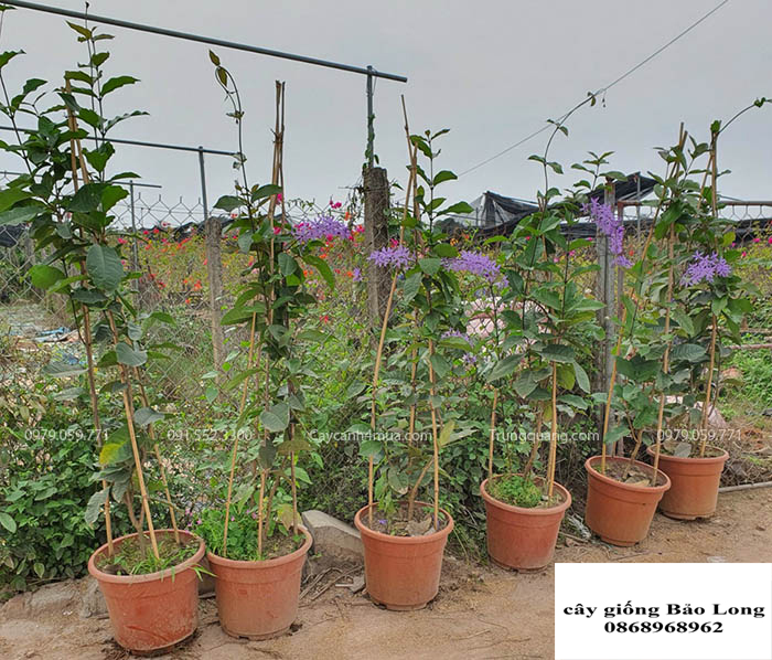 cây mai xanh thái ( cây to có sẵn hoa)