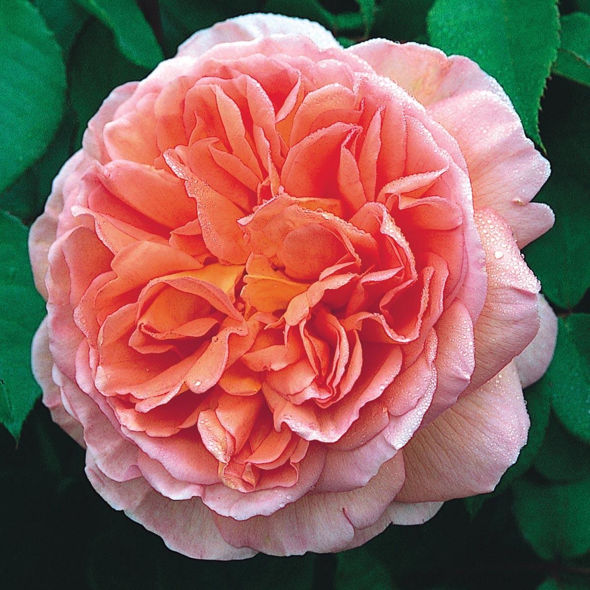 Hồng Leo Abraham Darby - Chậu Hoa Hồng