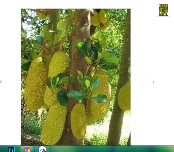 Cây giống mít malaisia