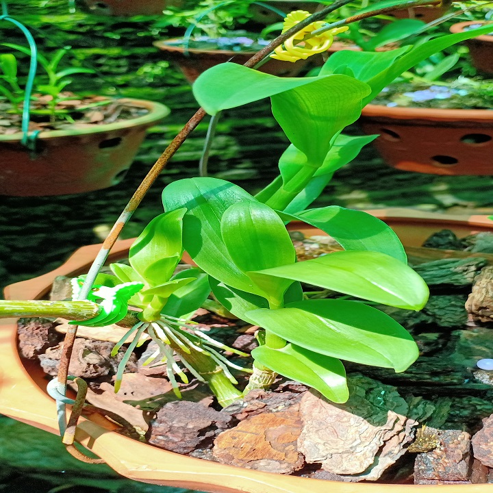 Hoa phong lan phi điệp - 6 mắt thái bình( cây cao 15cm )