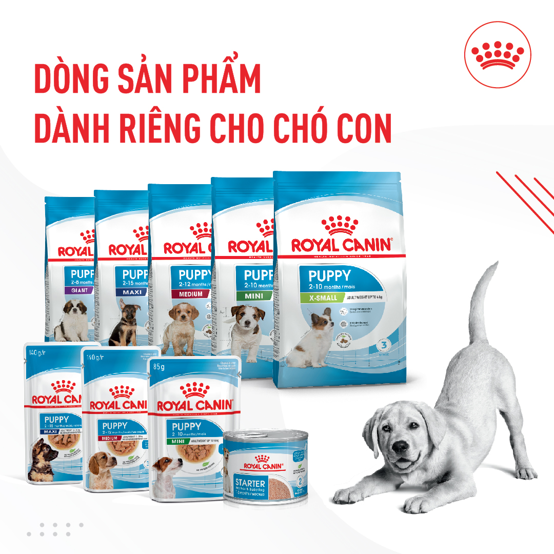 Hạt cho chó ROYAL CANIN Mini Dành cho chó cỡ Mini (tối đa 10kg)