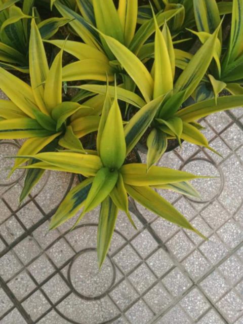 Lưỡi hổ Hoàng Kim ( giống mới)
