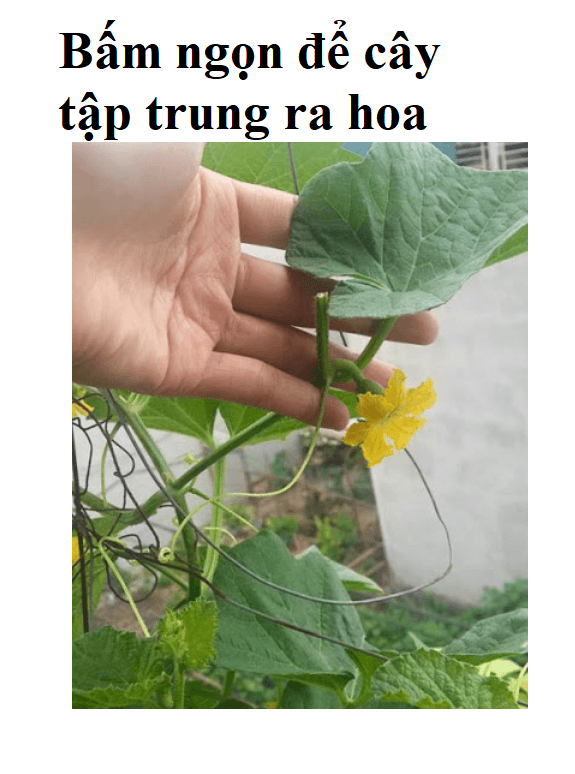 HẠT GIỐNG DƯA LƯỚI VỎ VÀNG 10 hạt