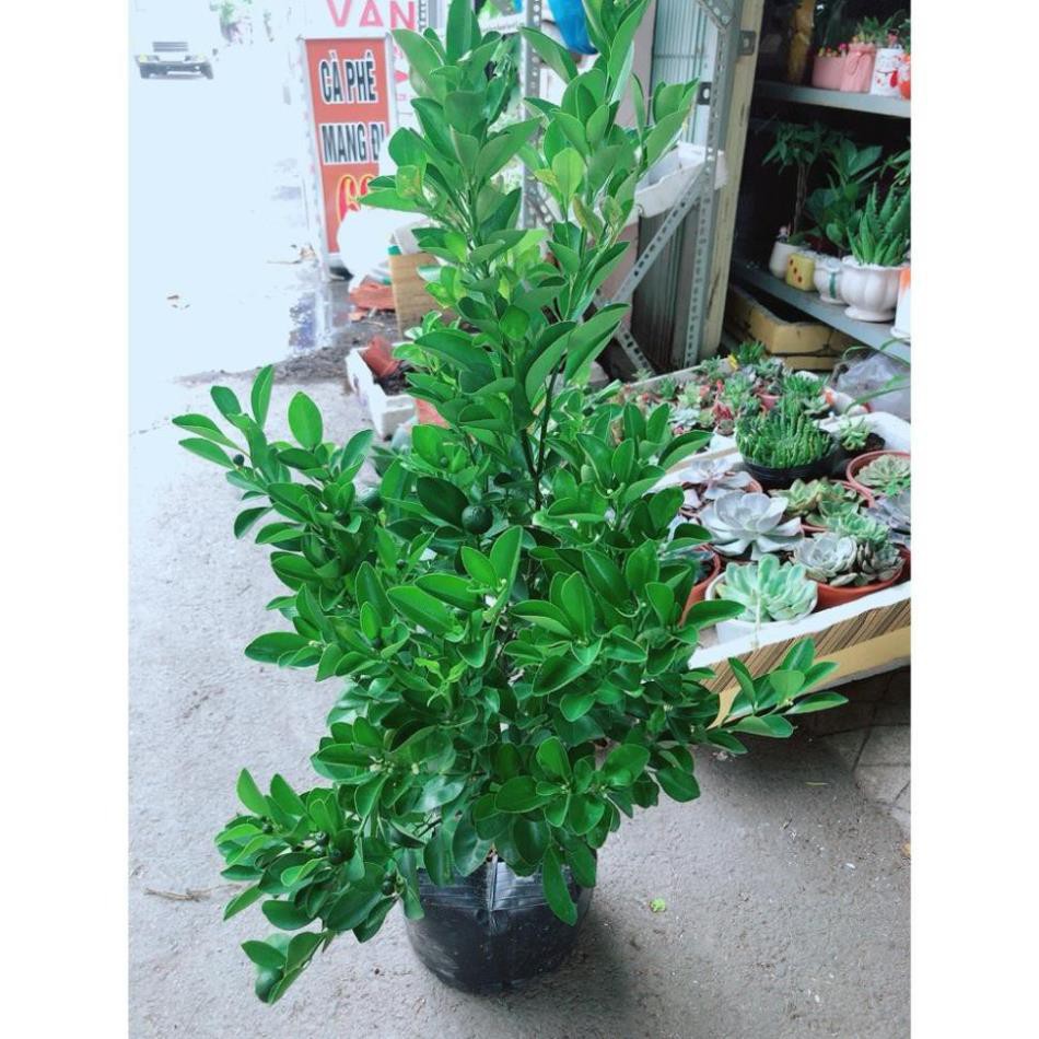 Cây Quất Đang Ra Quả Cây Khỏe ( bấm vào mua)