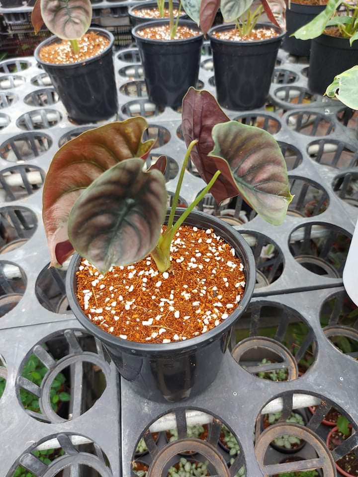 Rồng đỏ_ Alocasia Cuprea.