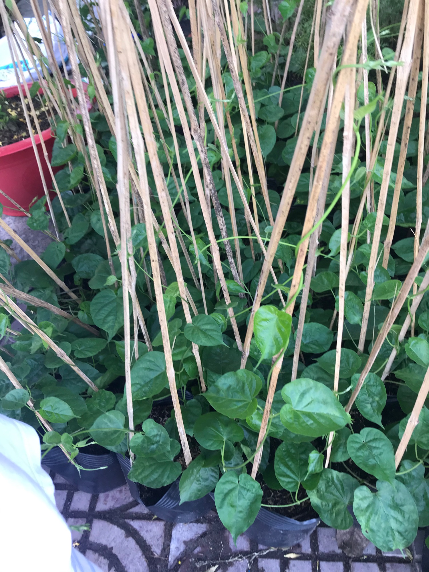 Cây giống hoa thiên lý