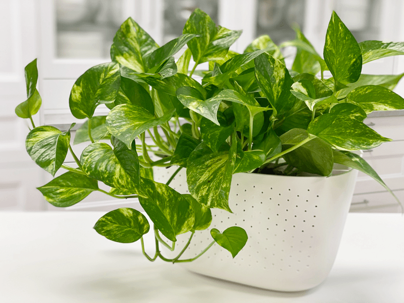 Cây trầu bà xanh - cây cảnh mini