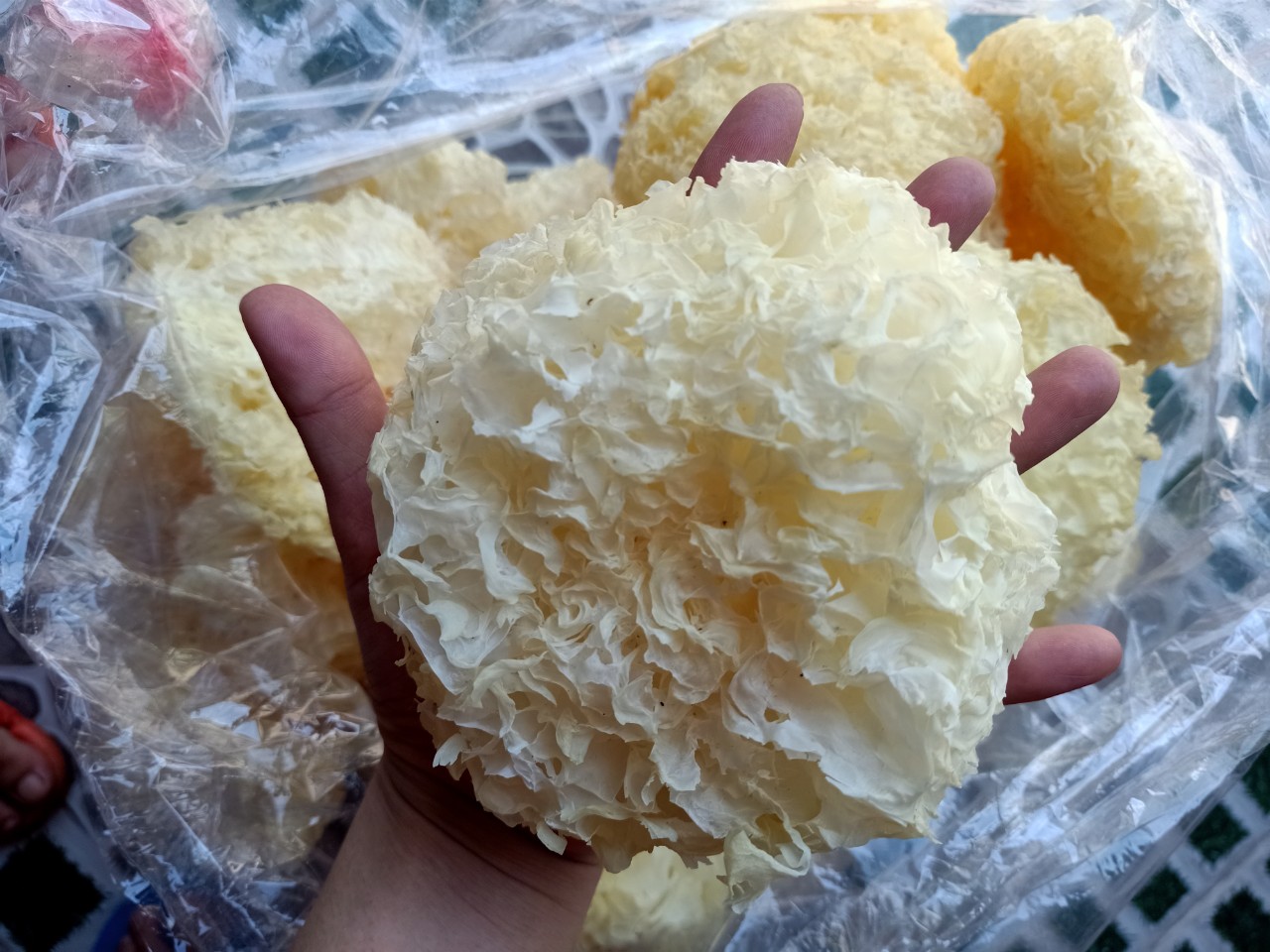 1 bông nấm tuyết