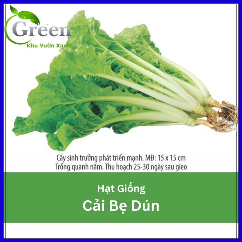 Hạt Giống Cải Bẹ Dún Dễ Trồng
