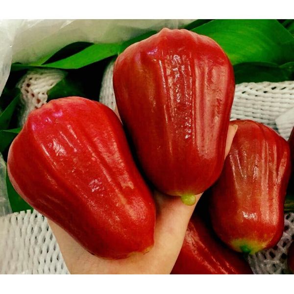cây doi đỏ