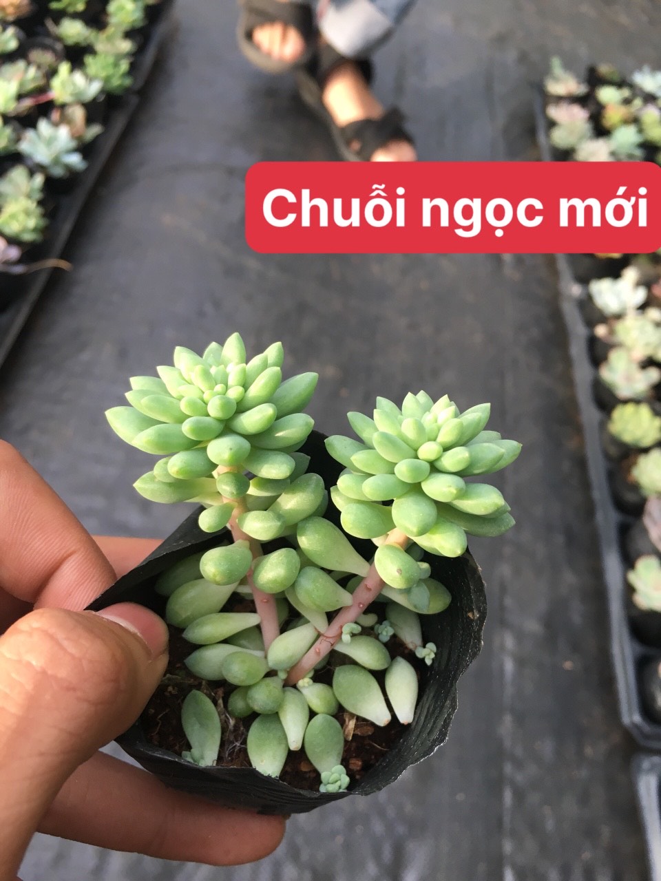 sen đá chuỗi ngọc mới