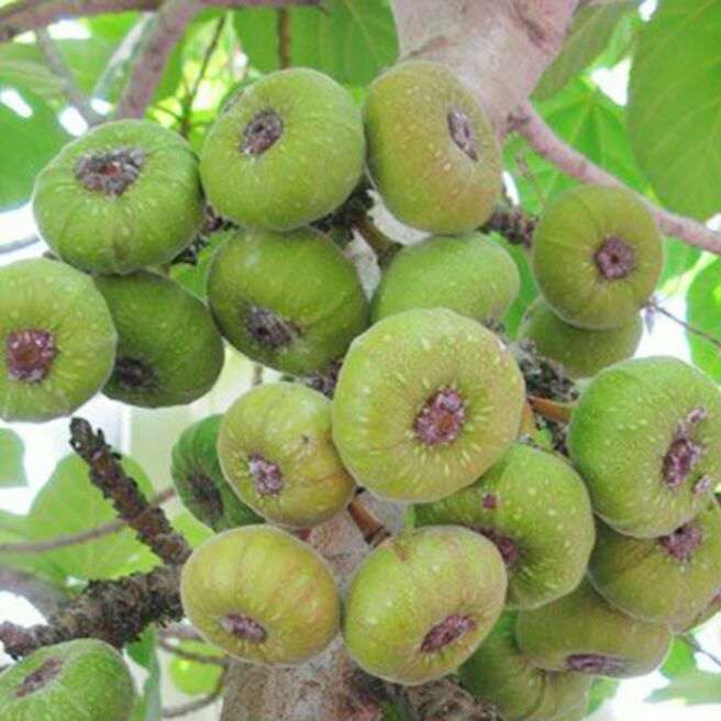 Cây vả siêu quả.cây hình 2