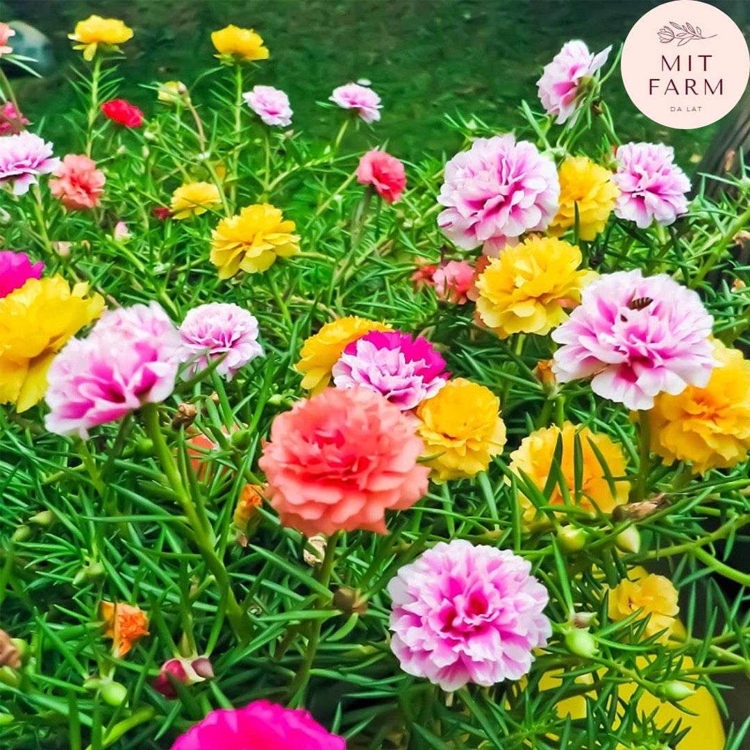 Hạt giống hoa mười giờ nhiều màu