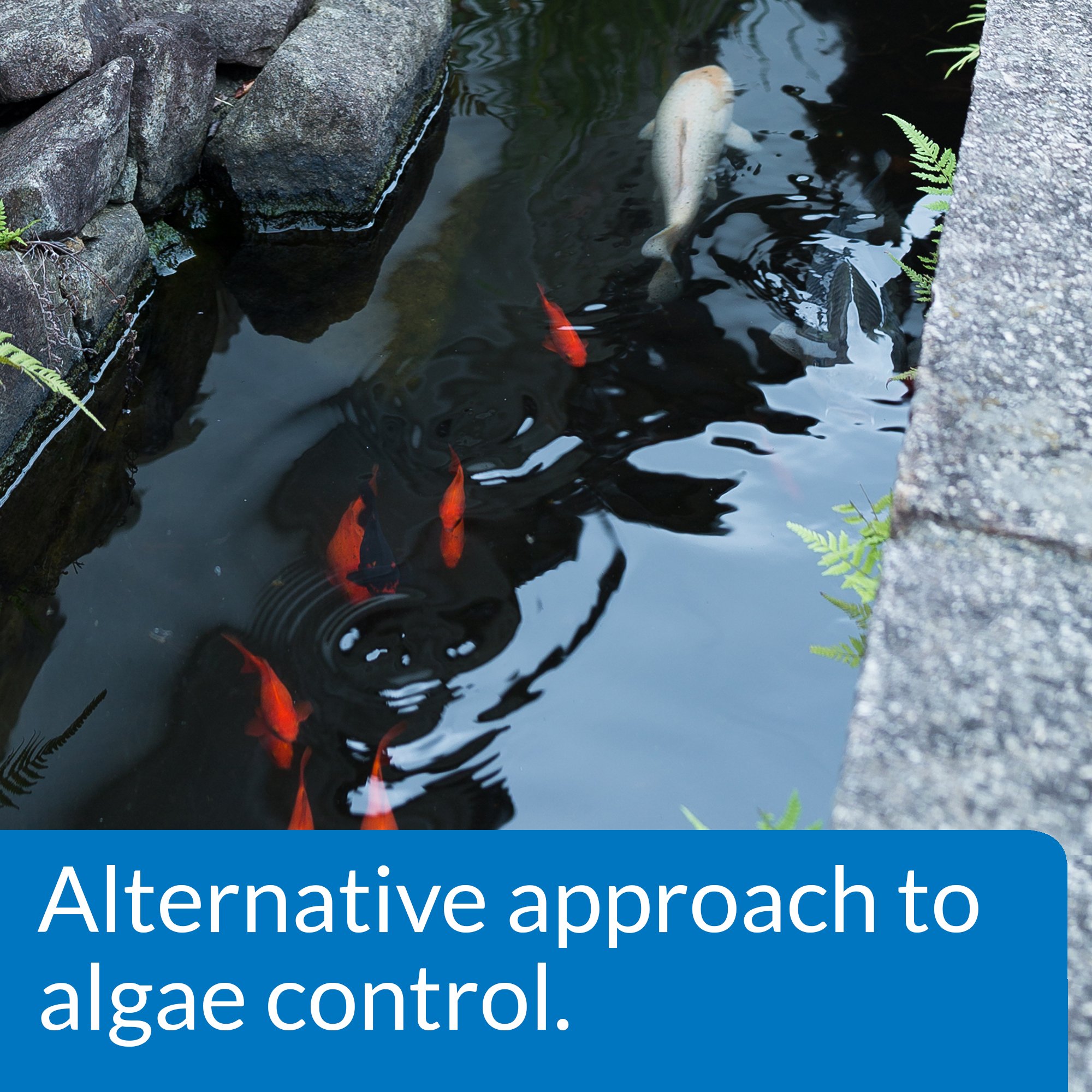 API - Microbial Algae Clean - Vi sinh ăn rêu tảo, mùn bã, chất dơ