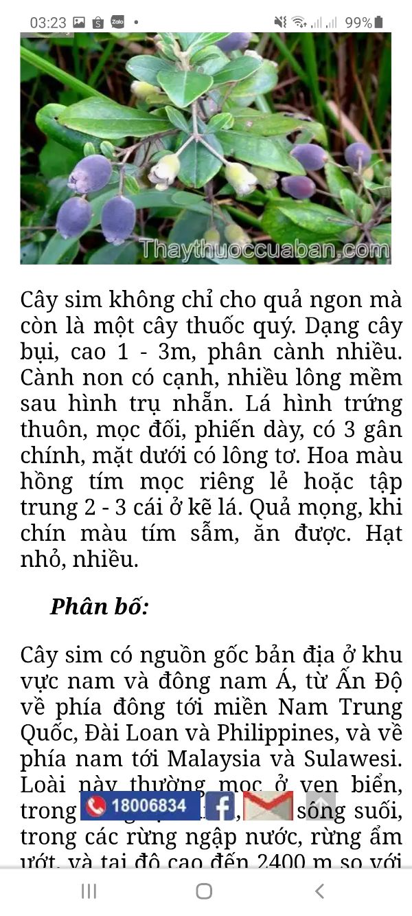 Sim ăn quả cây nhỡ