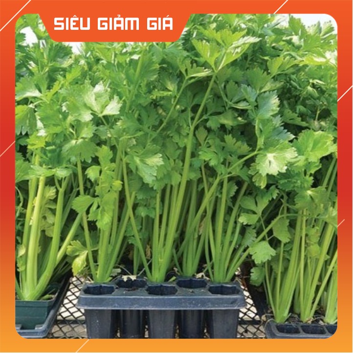 GÓI 2GRAM HẠT GIỐNG CẦN XANH PASCAL - SEN VÀNG