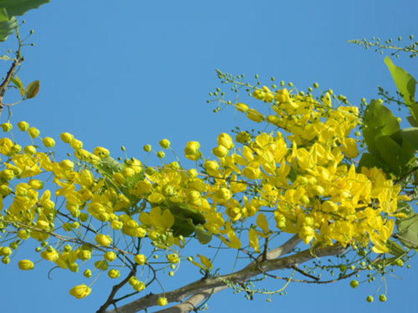 Cây giống muồng hoàng yến cây Osaka vàng trồng bóng mát cho hoa màu vàng đẹp