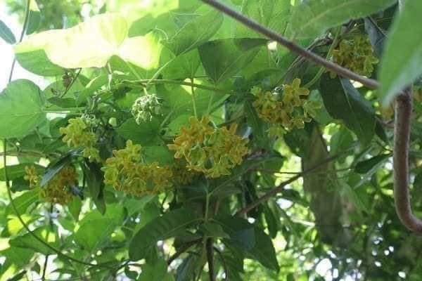 Cây Giống Hoa Thiên Lý Leo Giàn Sai Hoa
