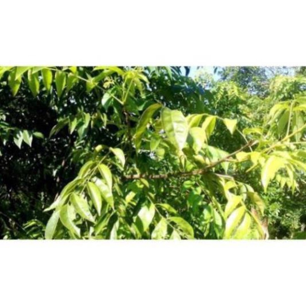 COM BO 2 Cây giống mắc mật , hàng F1