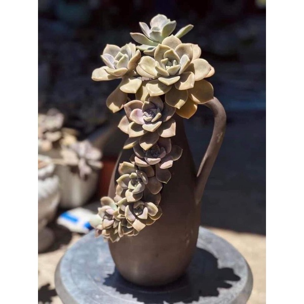Chậu đất nung Bình Dương xẻ miệng 10 x cao 28cm