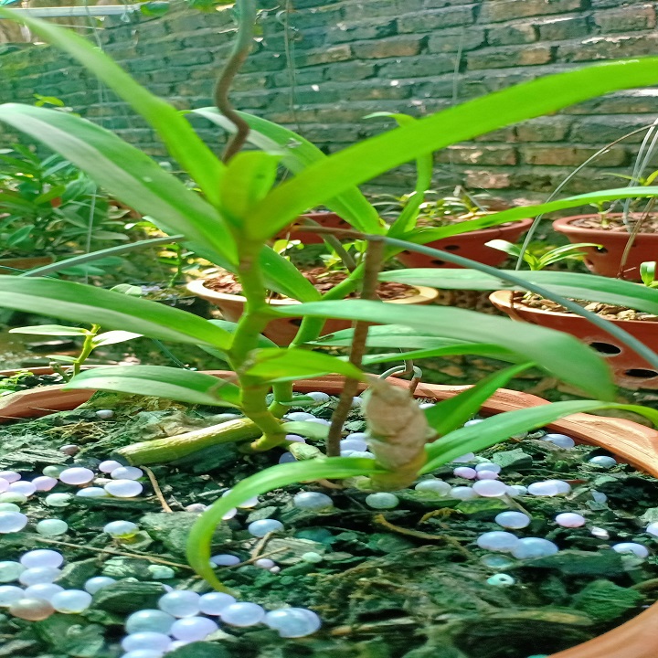 Hoa lan phi điệp - 5ct tiên sa( cao 20cm,rễ khỏe)