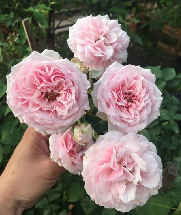 Hạt giống hoa hồng vân khôi ( 20 hạt/Kèm gói kích hạt nảy mầm )