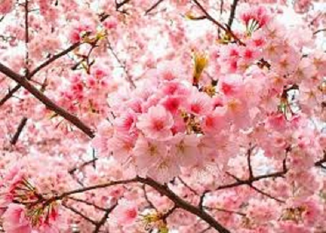 CÂY GIỐNG HOA ANH ĐÀO NHẬT BẢN