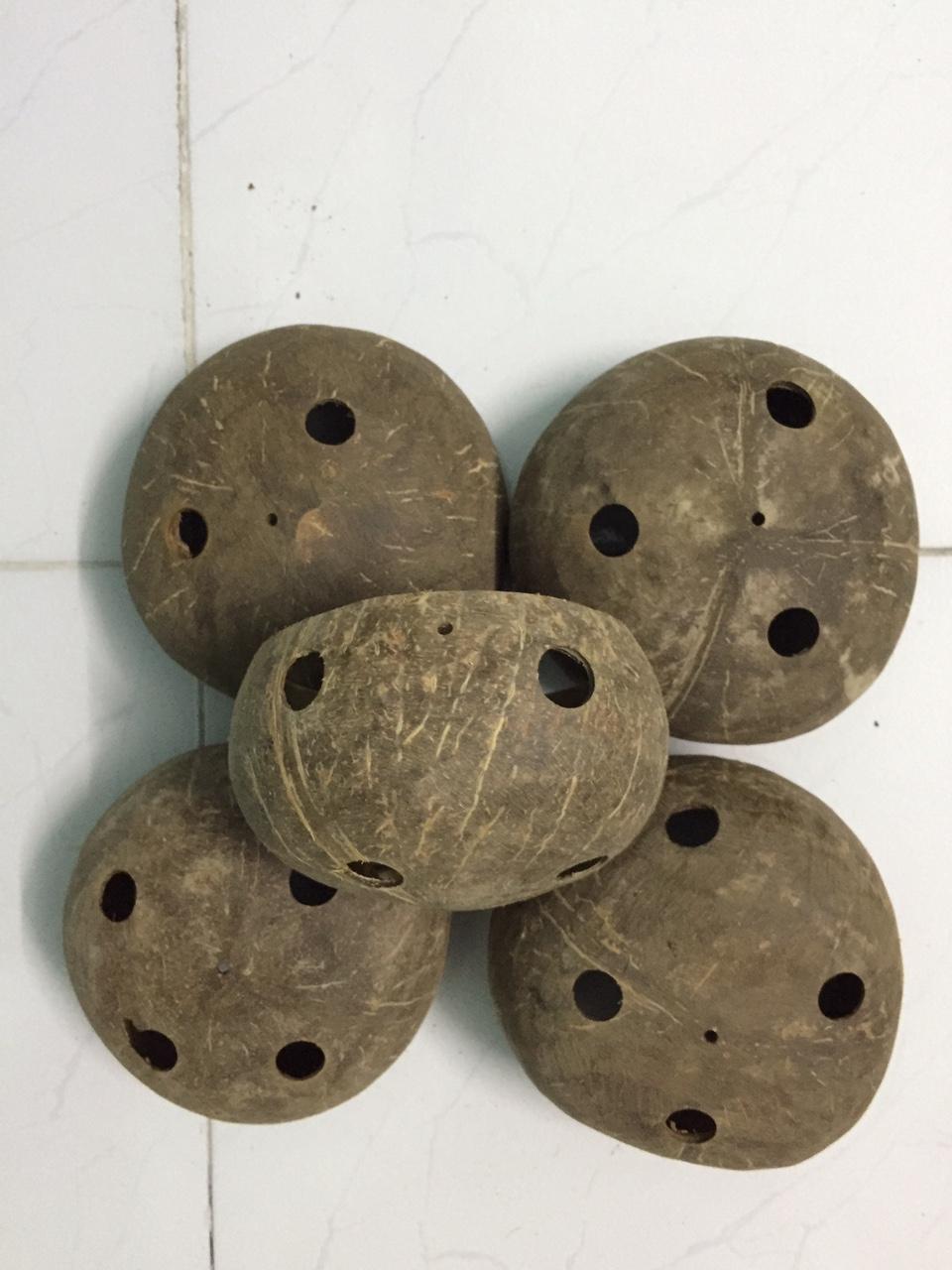 Combo 05 chậu gáo dừa loại trơn đường kính 8cm-12cm