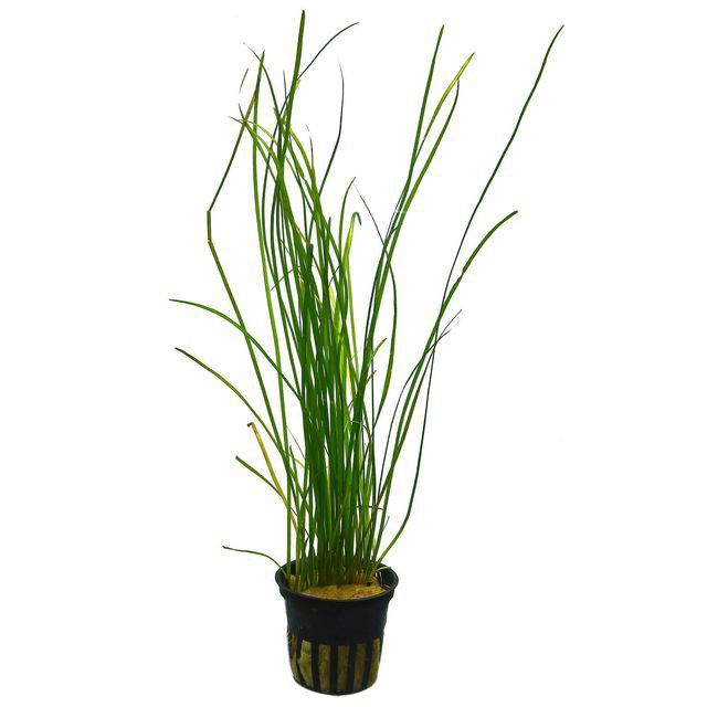 Cỏ cọp - cây thuỷ sinh hậu cảnh cực đẹp - không cần co2