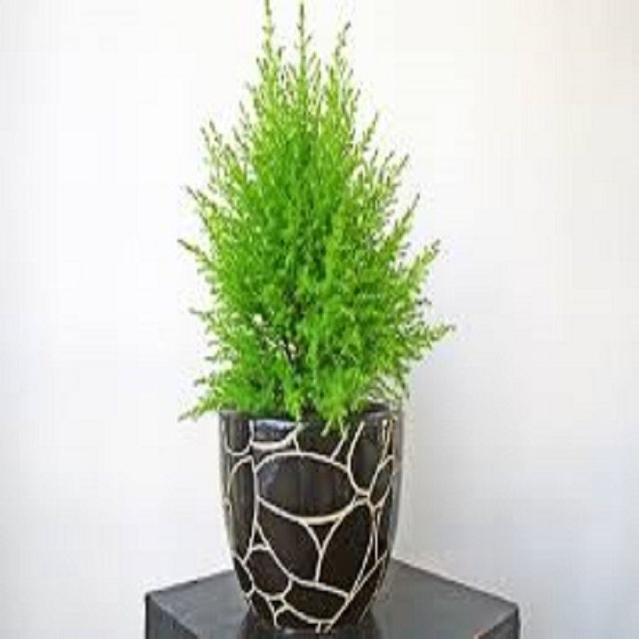 cây tùng bồng lai - cây để bàn