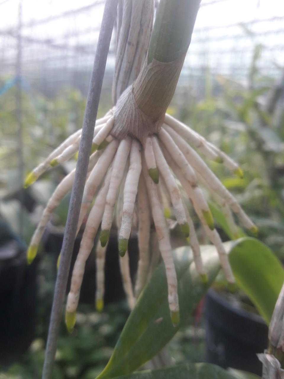 Siêu kích rễ cho lan, cây cảnh Thái Lan