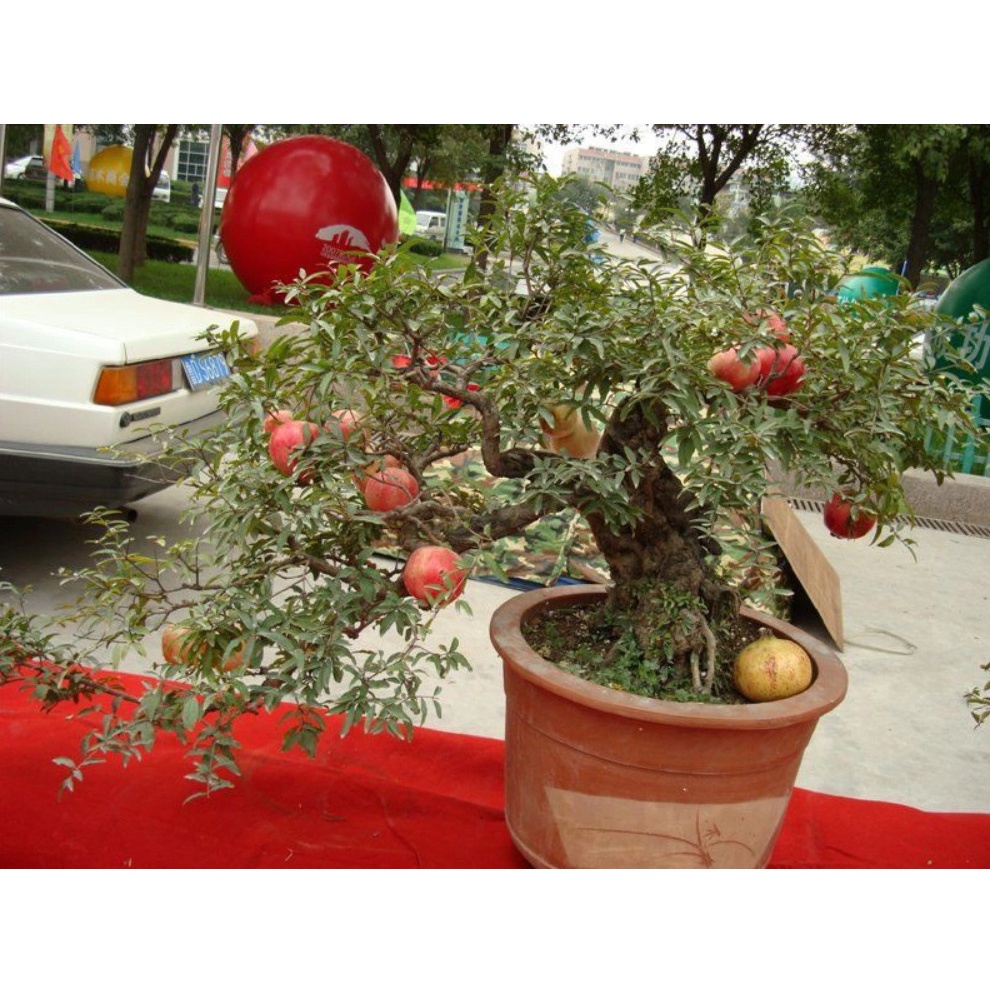 Cây lựu lùn Ấn Độ giống (Trồng chậu)