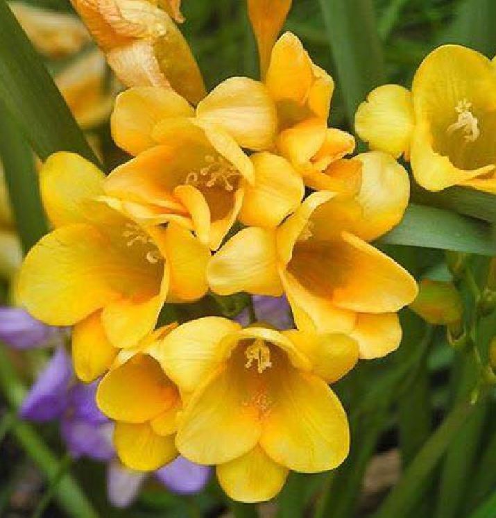 Bộ 3 Củ giống hoa lan nam phi hoa màu vàng
