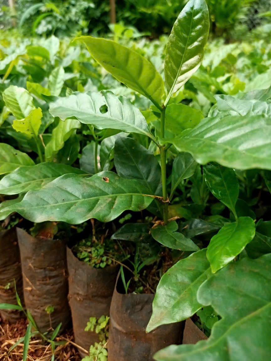 500gram Hạt giống cà phê mít vỏ lụa