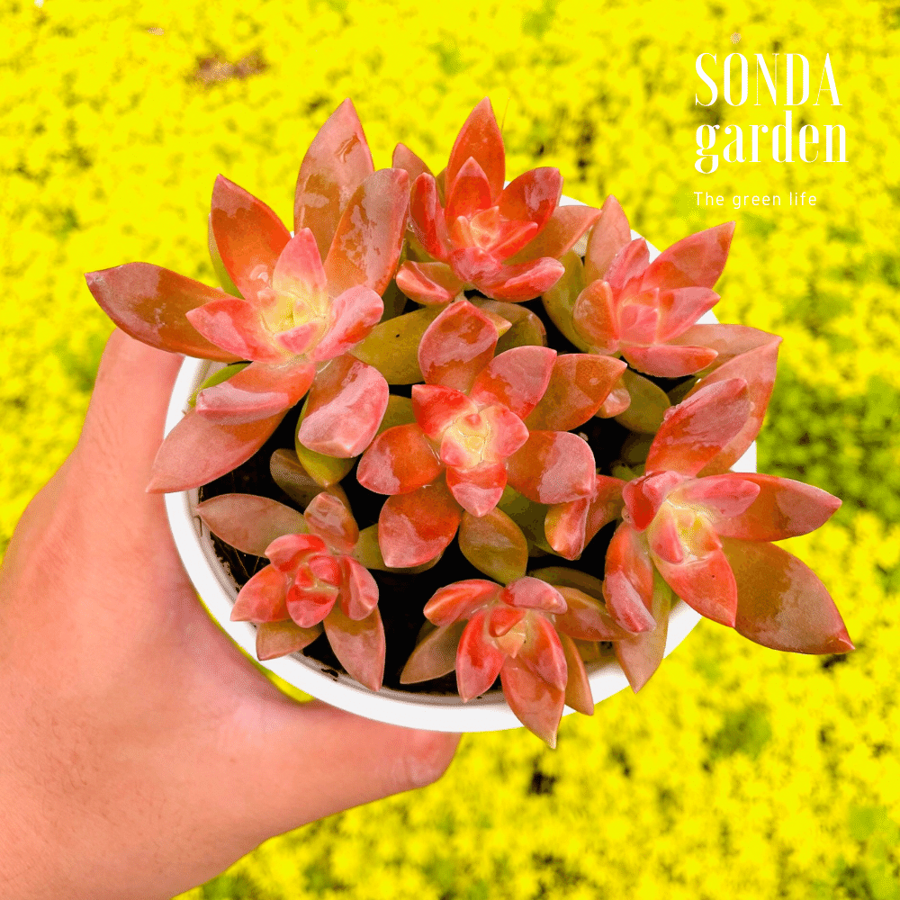SEN ĐÁ ĐÁ ĐỎ SIZE TRUNG BÌNH SIÊU KHỎE ĐẸP LỖI 1 ĐỔI 1