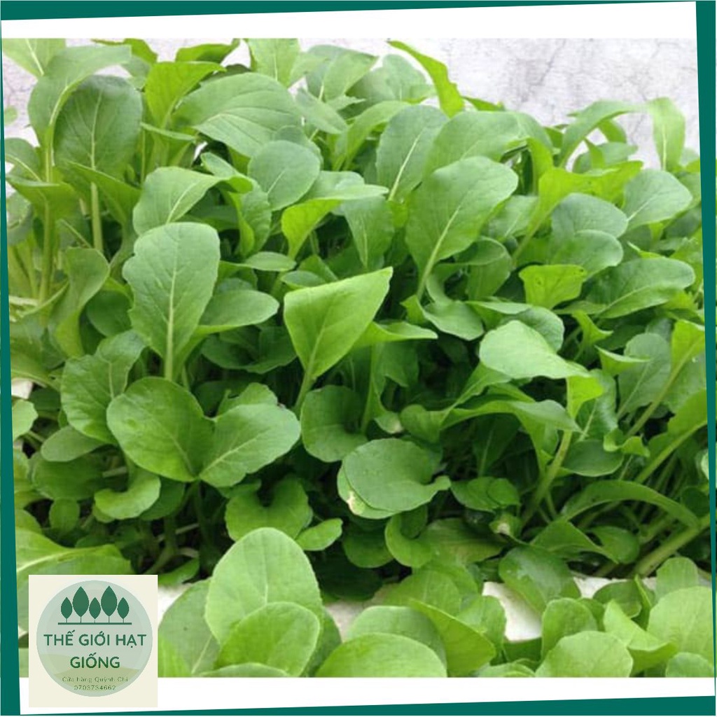 HẠT GIỐNG RAU CẢI NGỌT - h2t farm